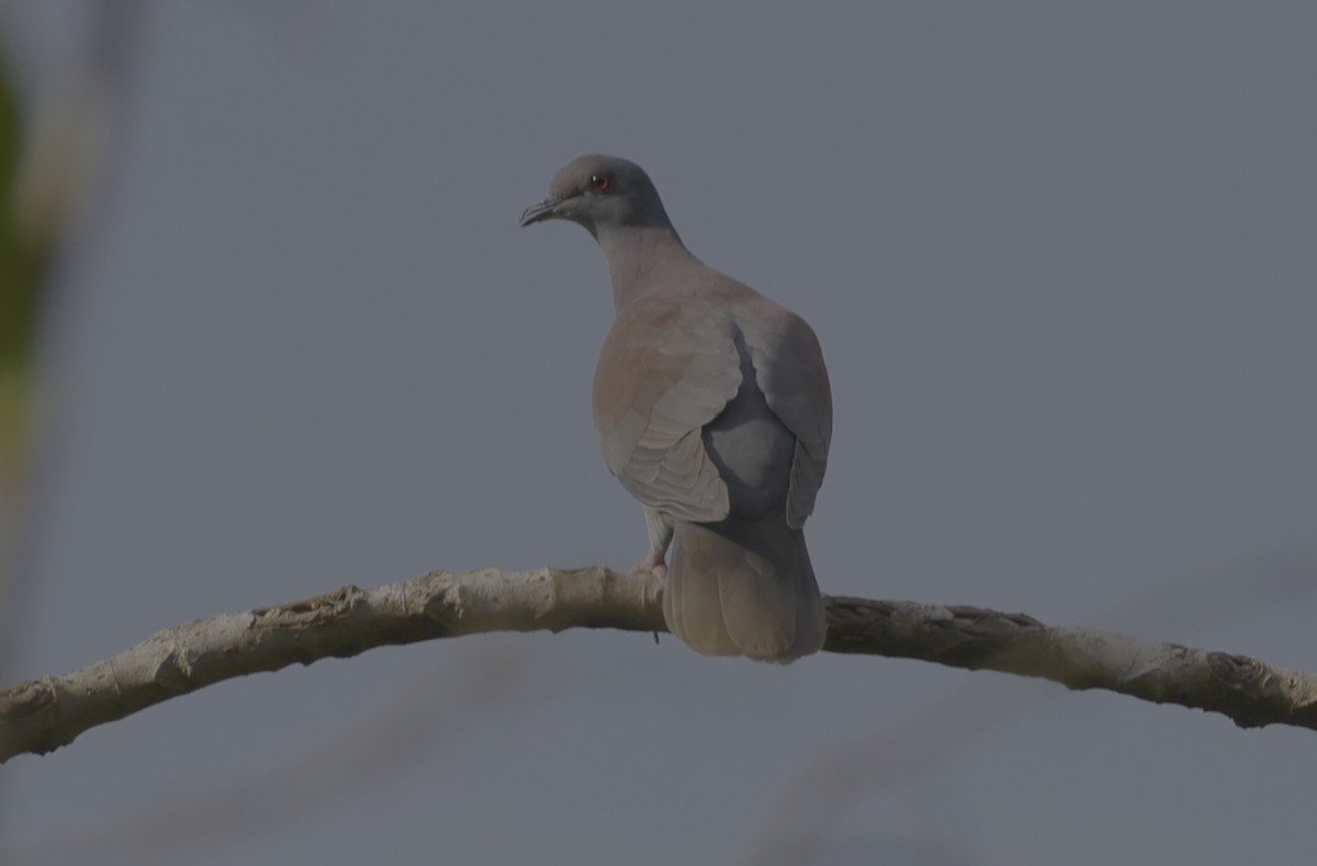 Pale-vented Pigeon - ML513200561