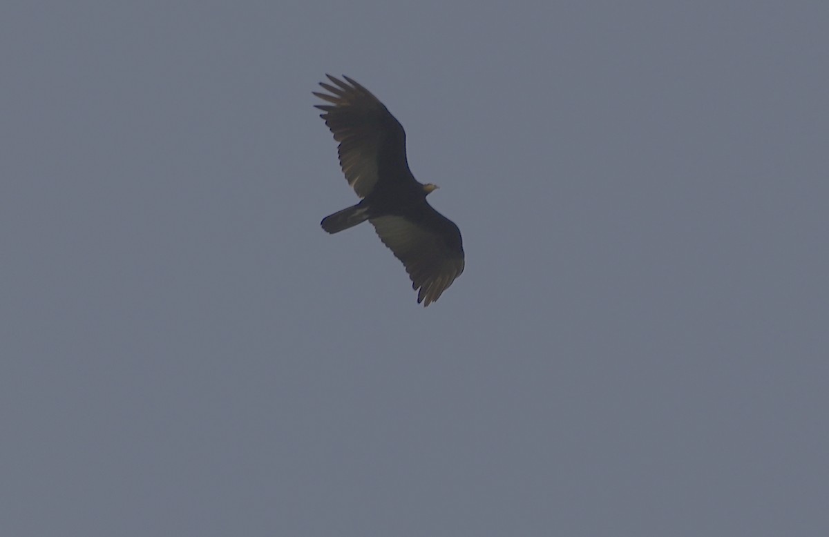 Greater Yellow-headed Vulture - ML513202011