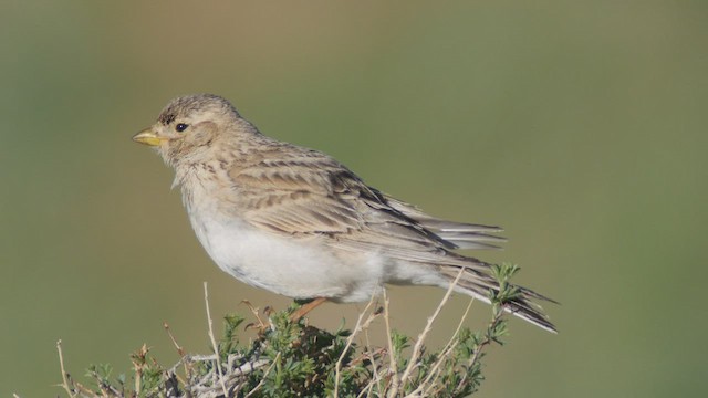  - Turkestan Short-toed Lark