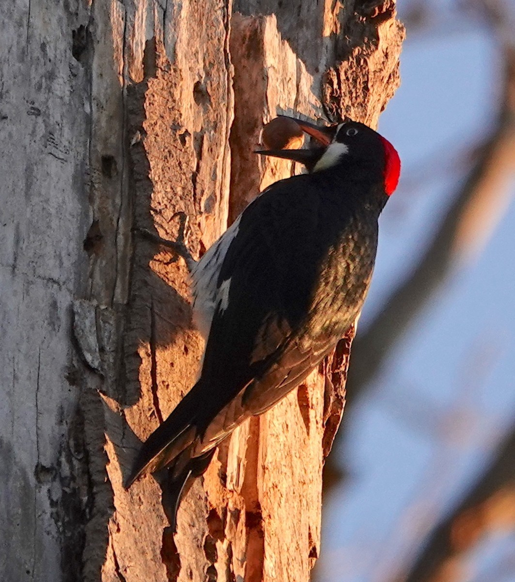 Acorn Woodpecker - ML513205901
