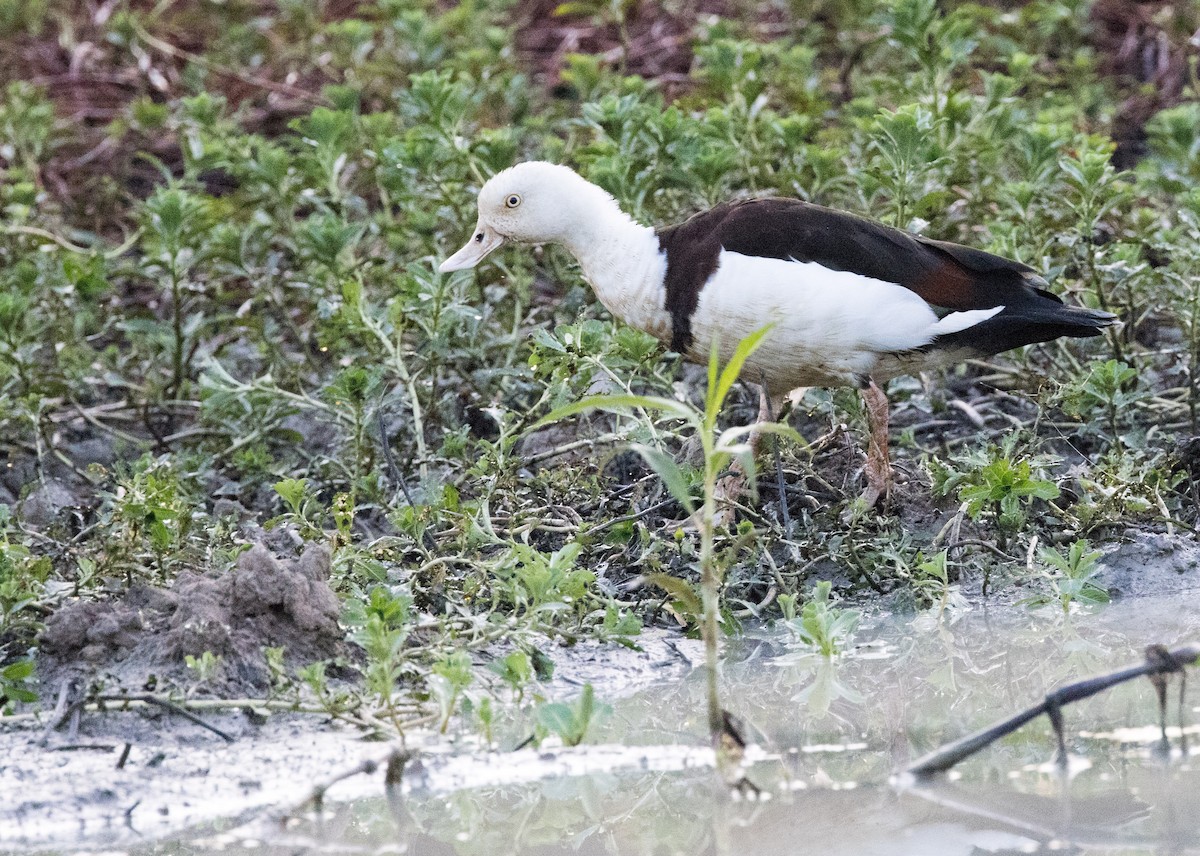 EBird Checklist - 26 Oct 2022 - Rinyirru (Lakefield) National Park ...