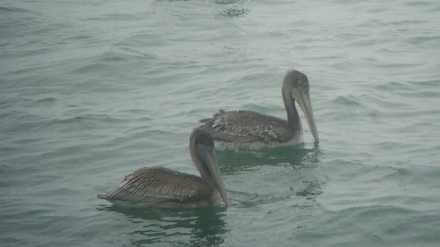pelikán hnědý (ssp. californicus) - ML513215961