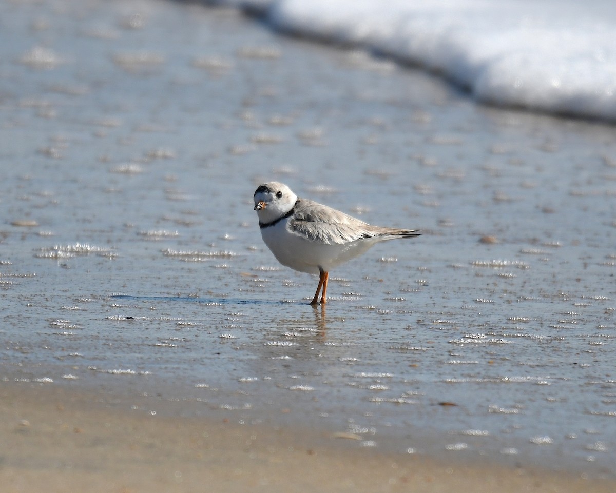 Piping Plover - Jesse Anderson