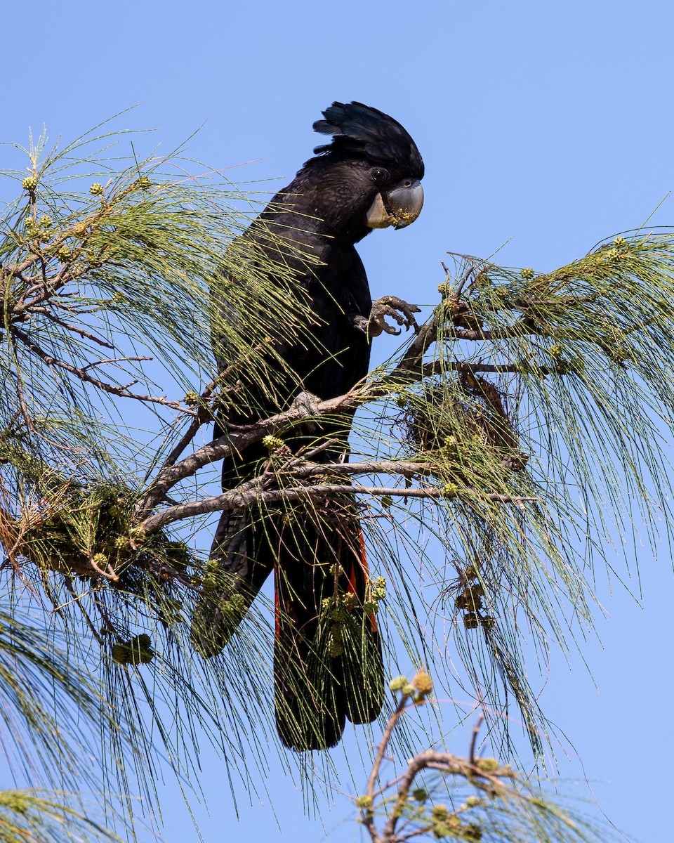 Red-tailed Black-Cockatoo - ML513223251
