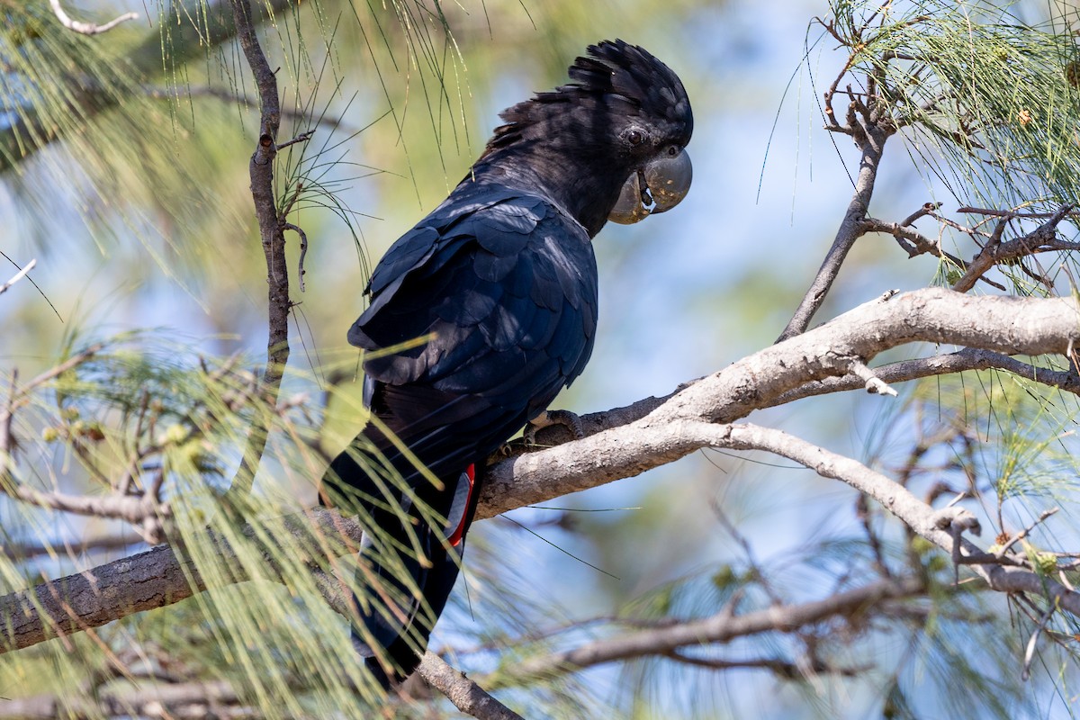 Red-tailed Black-Cockatoo - ML513223261