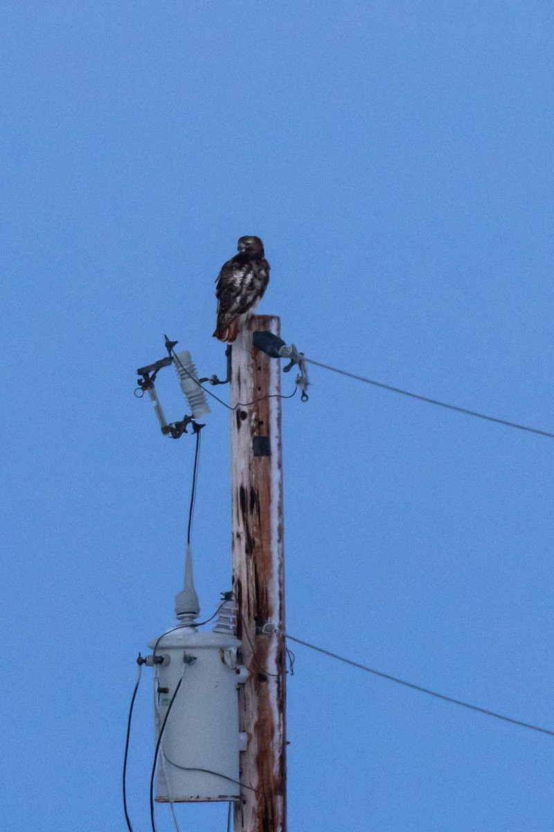Red-tailed Hawk - ML513225031
