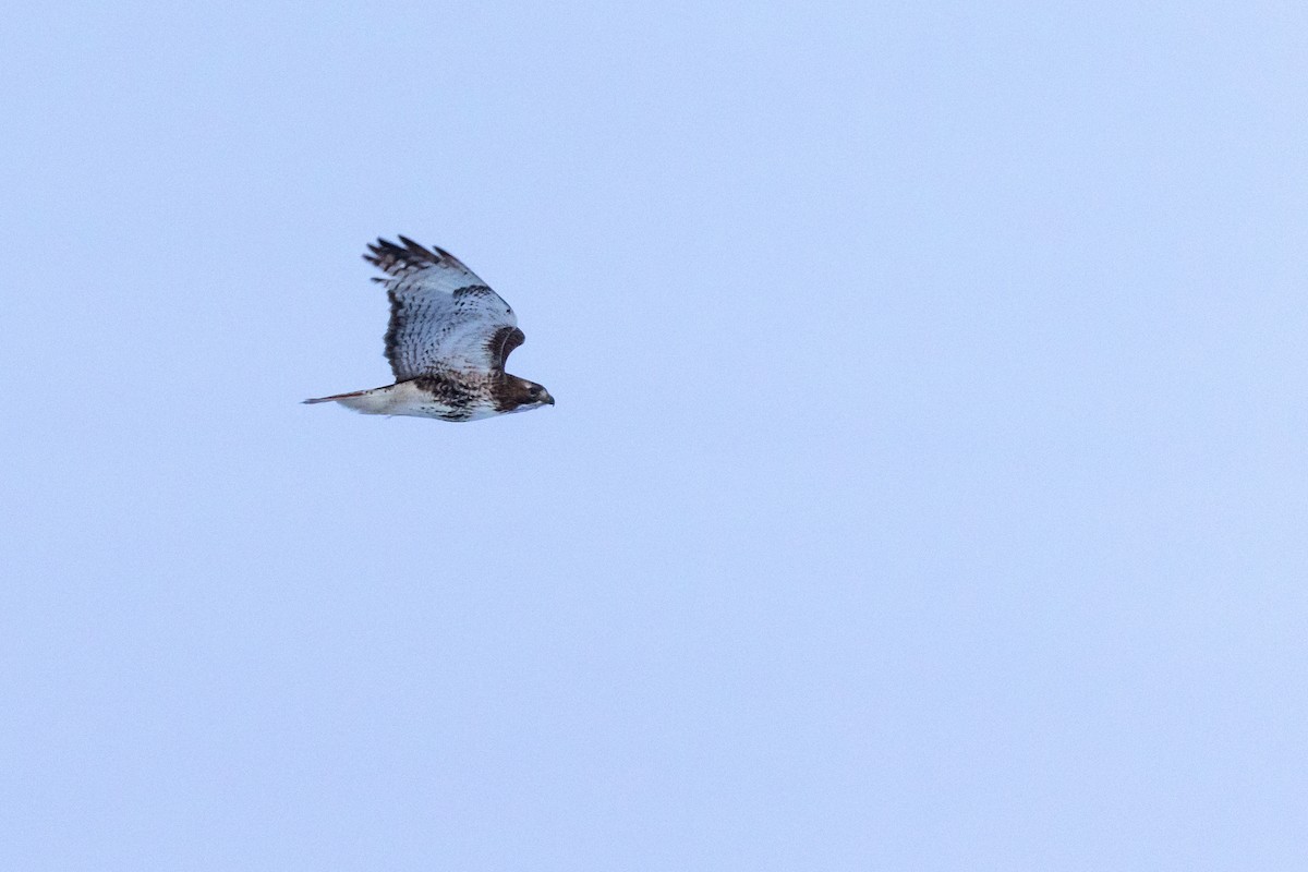 Red-tailed Hawk - ML513225071