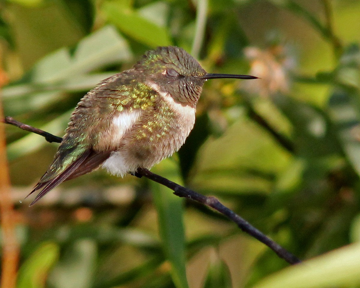 Ruby-throated Hummingbird - Mary Keim