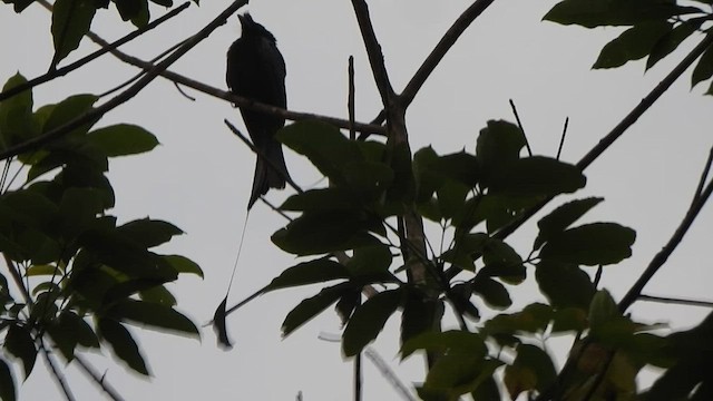 Greater Racket-tailed Drongo - ML513228941