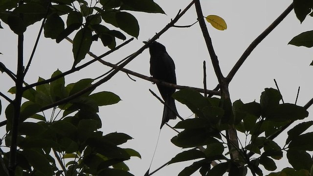 Greater Racket-tailed Drongo - ML513229301