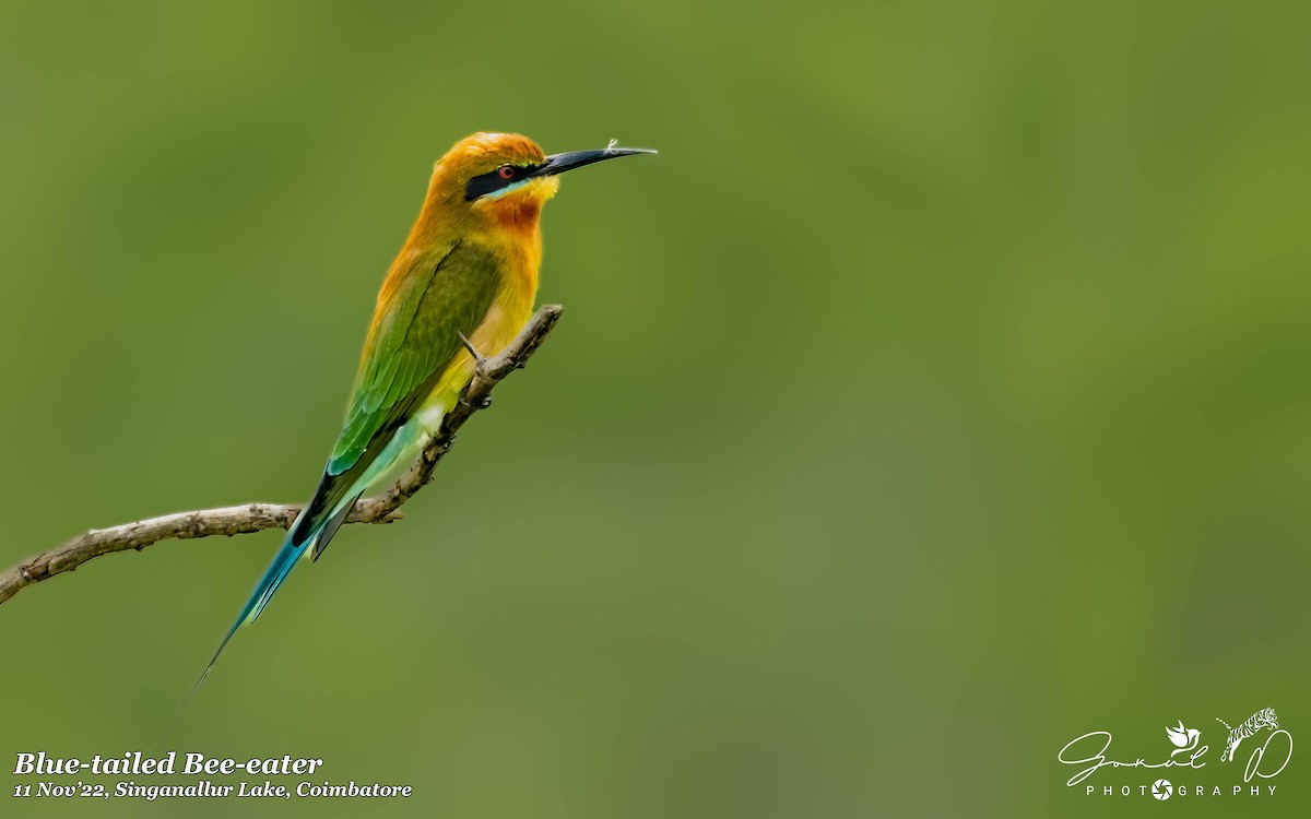 Blue-tailed Bee-eater - ML513230261