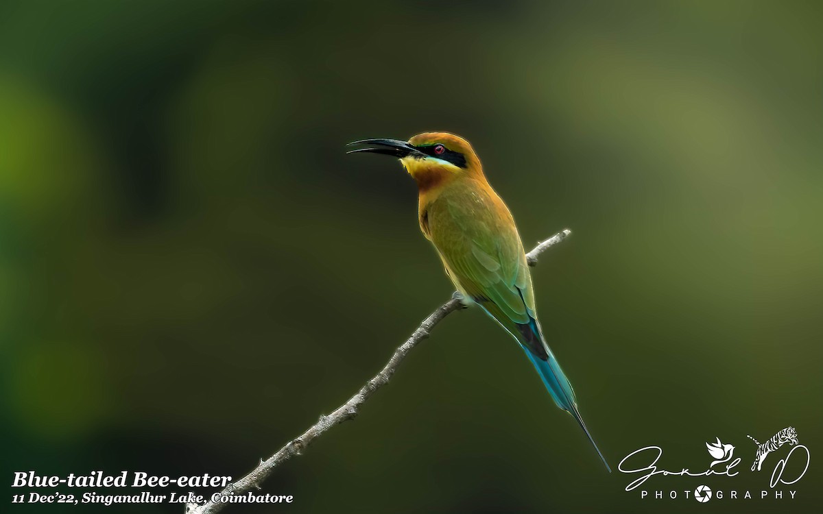 Blue-tailed Bee-eater - ML513230281