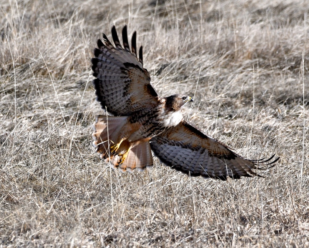 Red-tailed Hawk - Suzanne Zuckerman