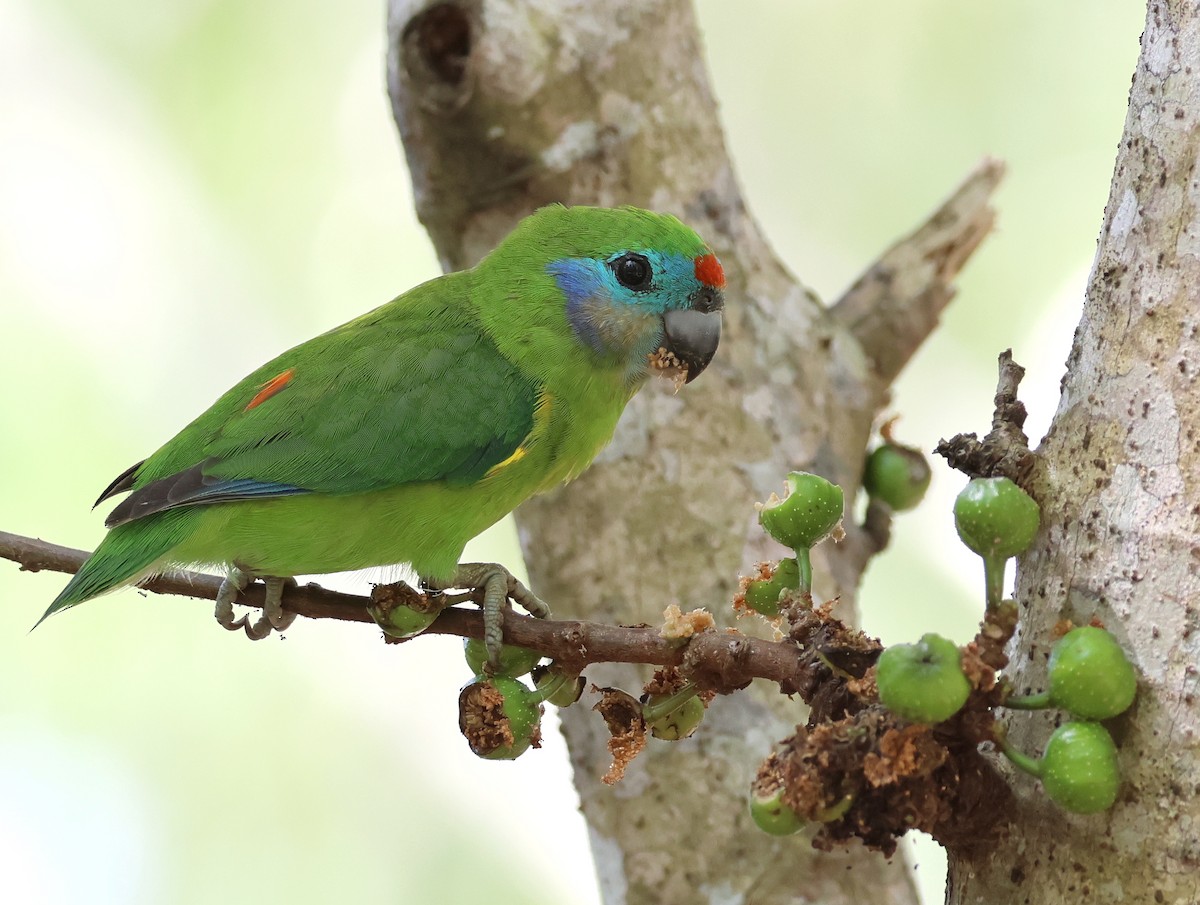 Double-eyed Fig-Parrot - Andy Gee