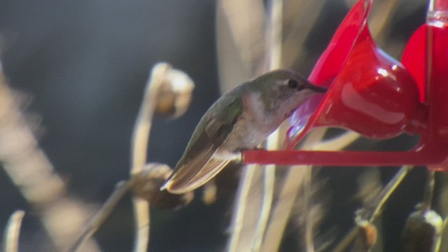 Rufous Hummingbird - ML513235741