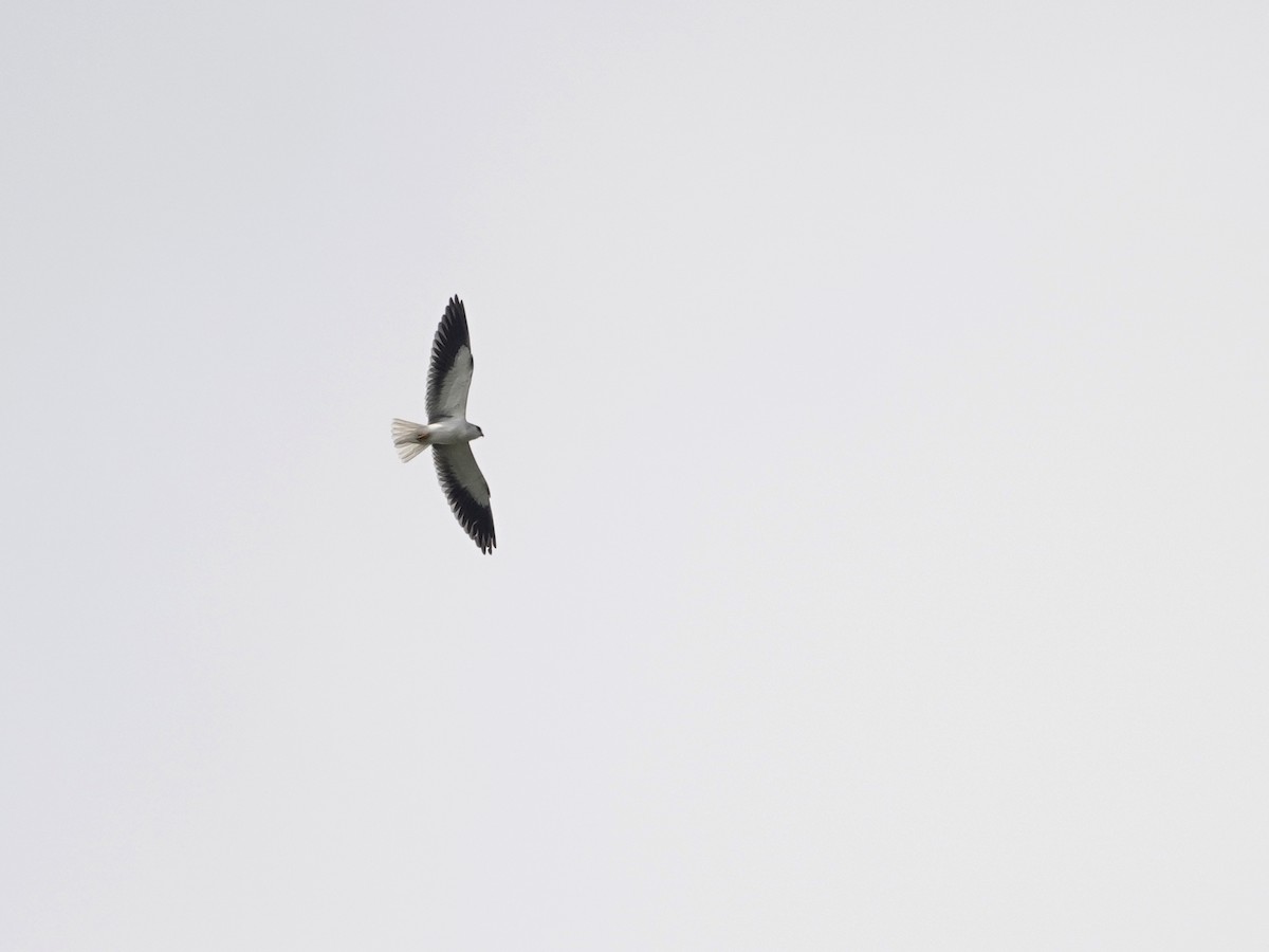 Black-winged Kite - ML513242061