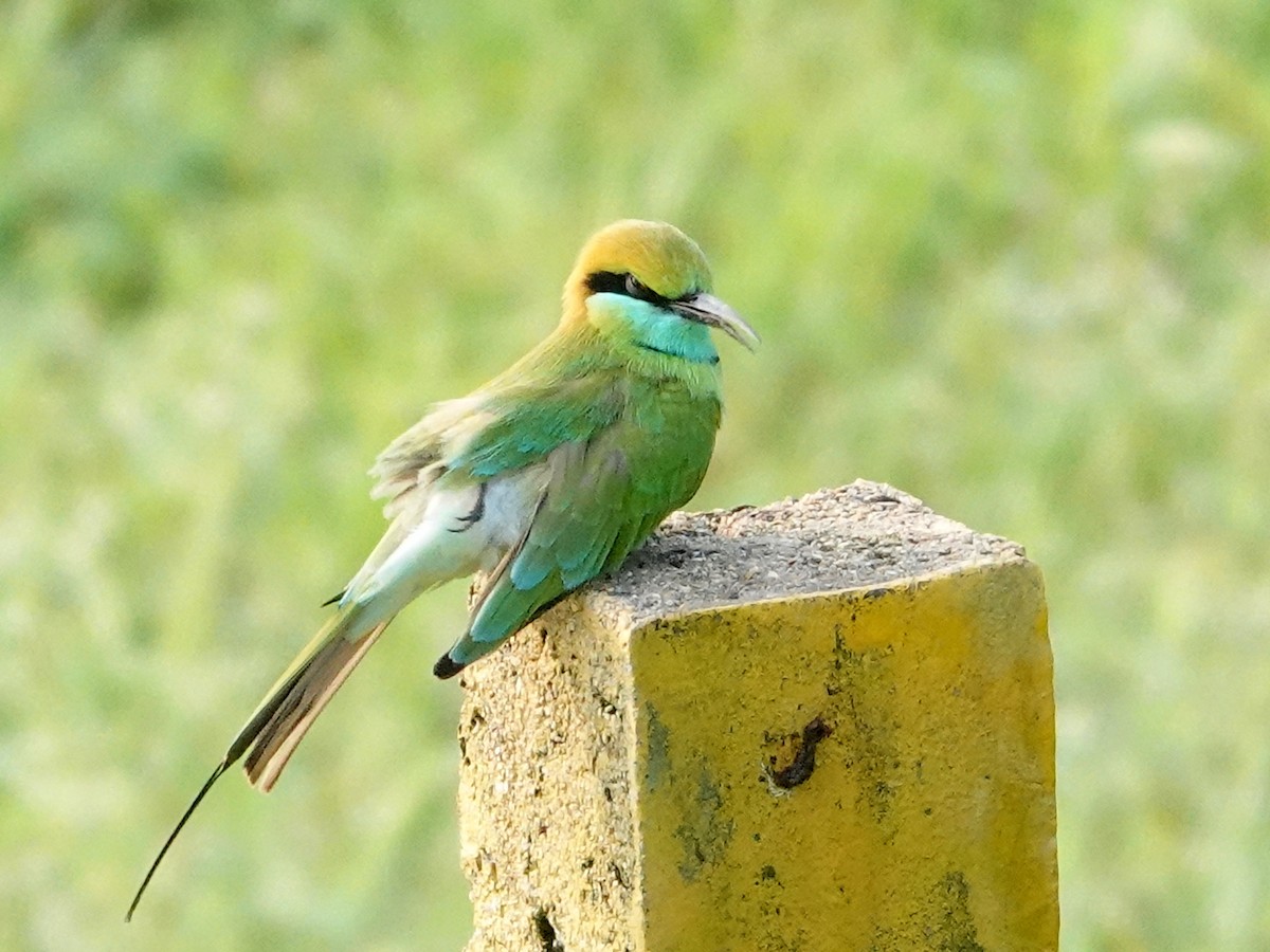 Asian Green Bee-eater - ML513242461