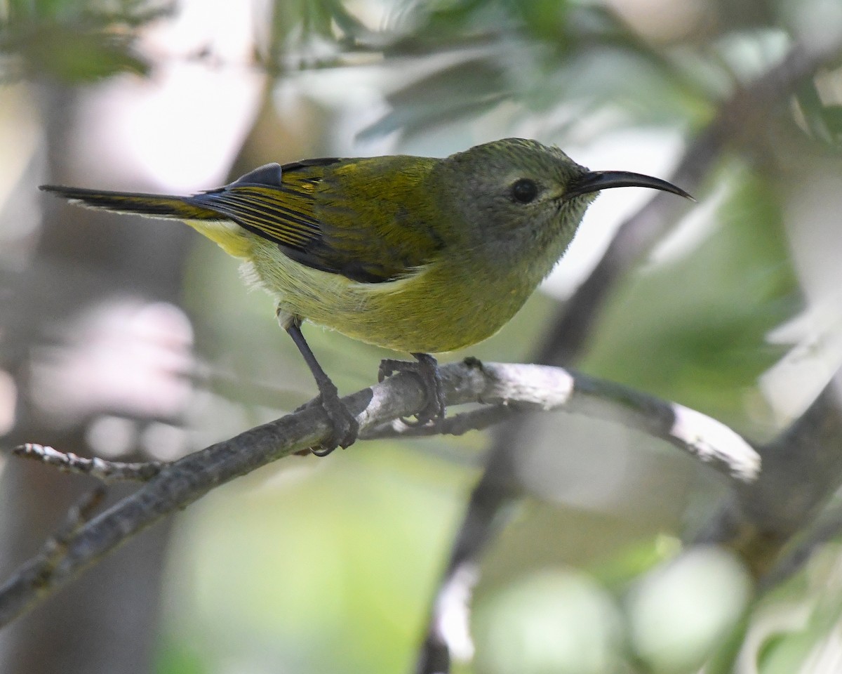 Green-tailed Sunbird - ML513247271