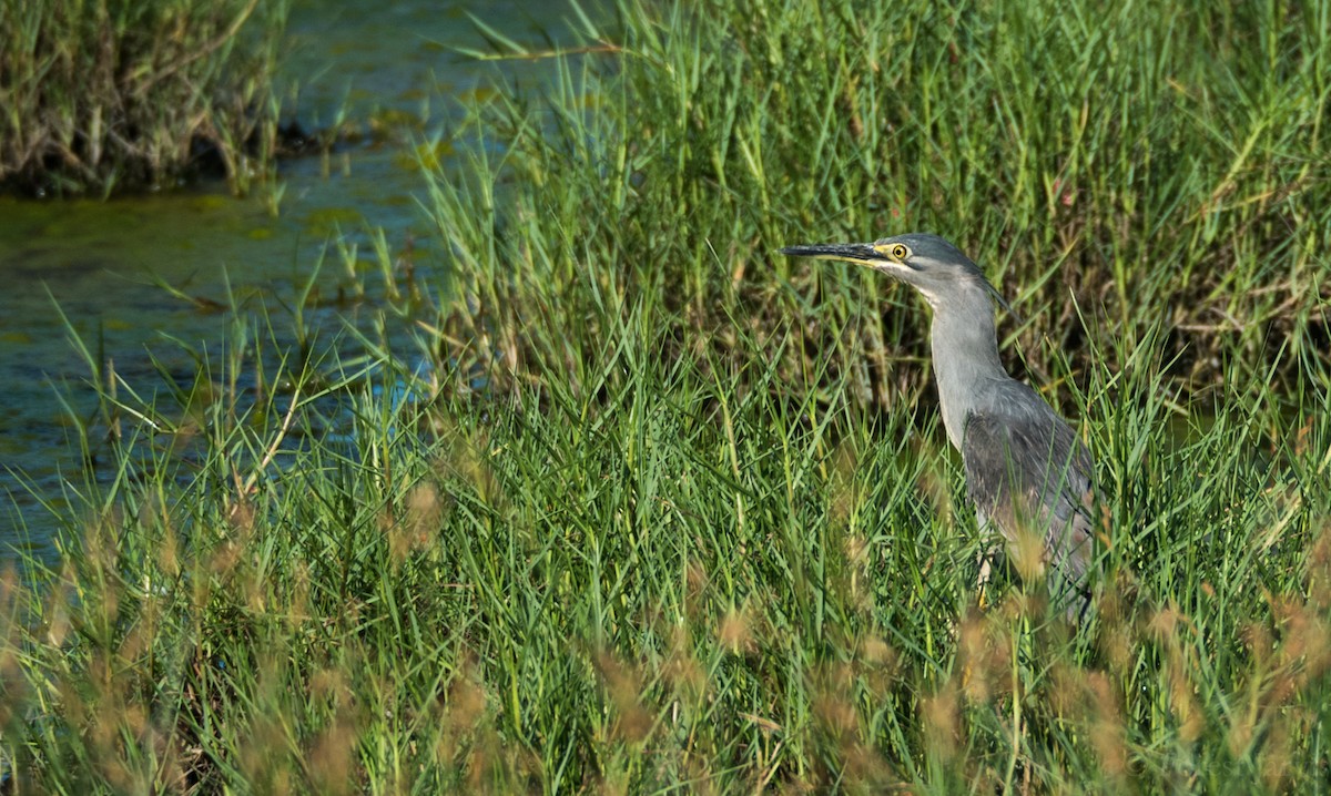 Striated Heron - Forest Botial-Jarvis
