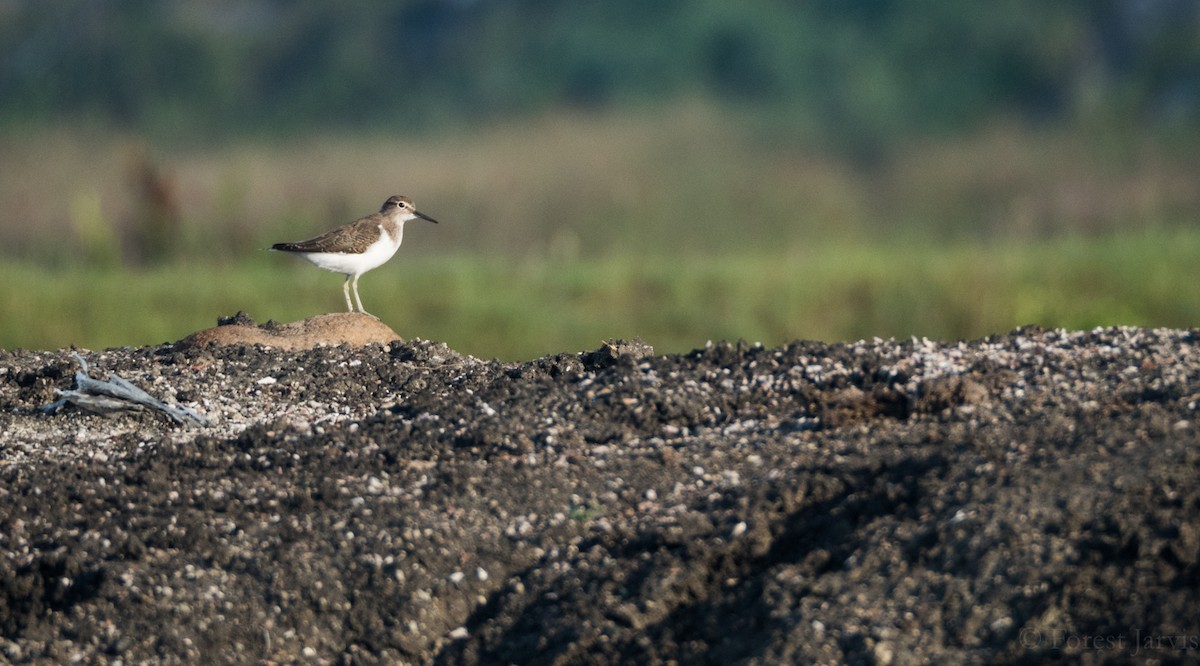 Common Sandpiper - Forest Botial-Jarvis