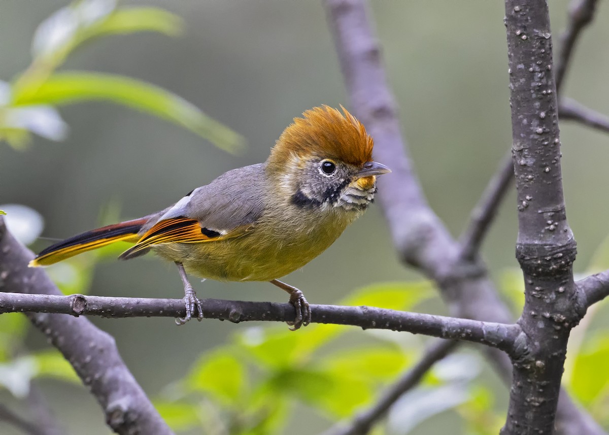 Chestnut-tailed Minla - Arpit Bansal