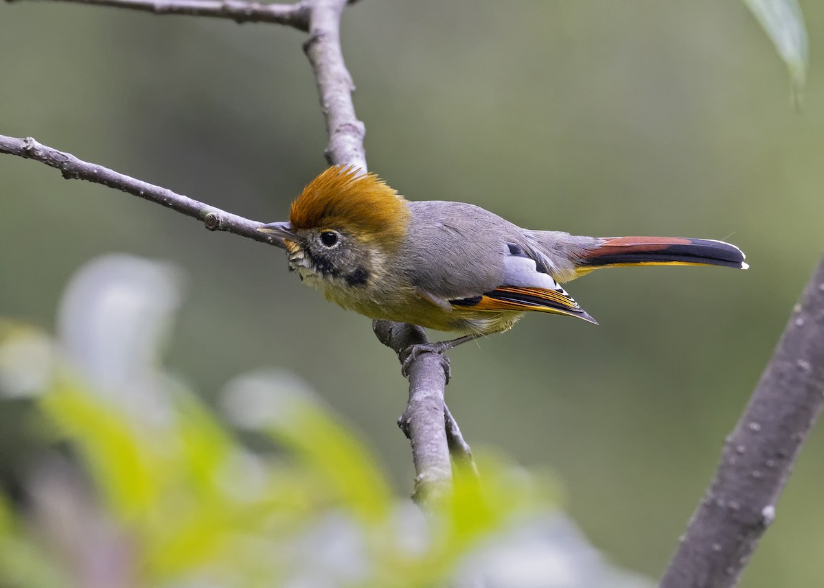 Chestnut-tailed Minla - Arpit Bansal