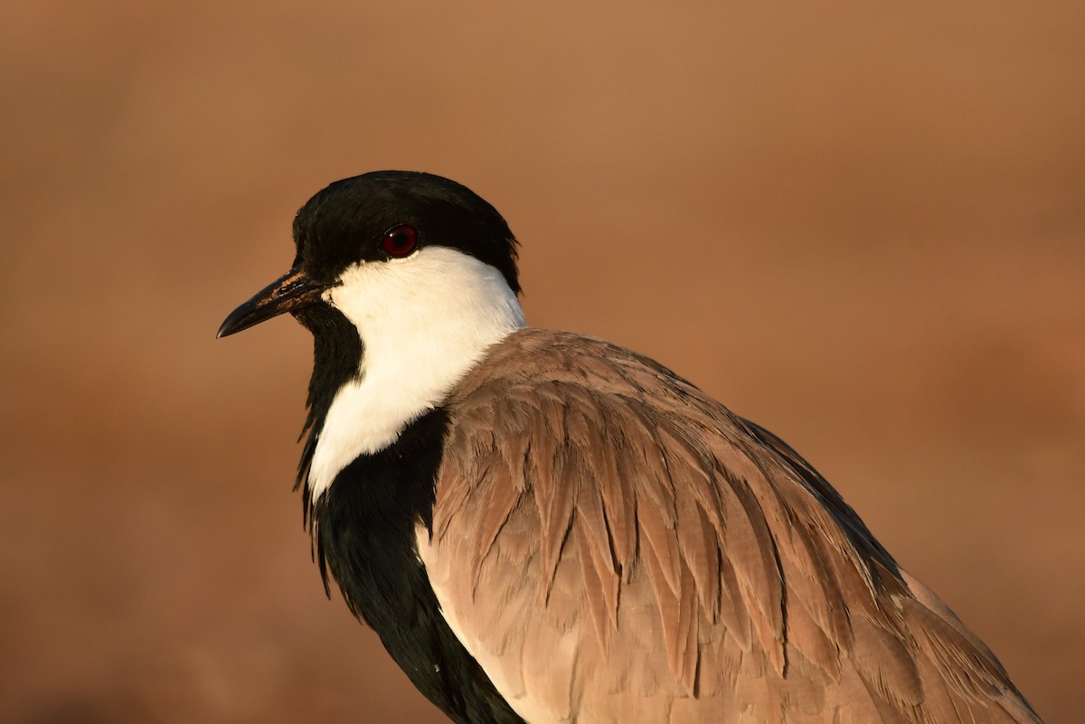 Spur-winged Lapwing - ML513270761