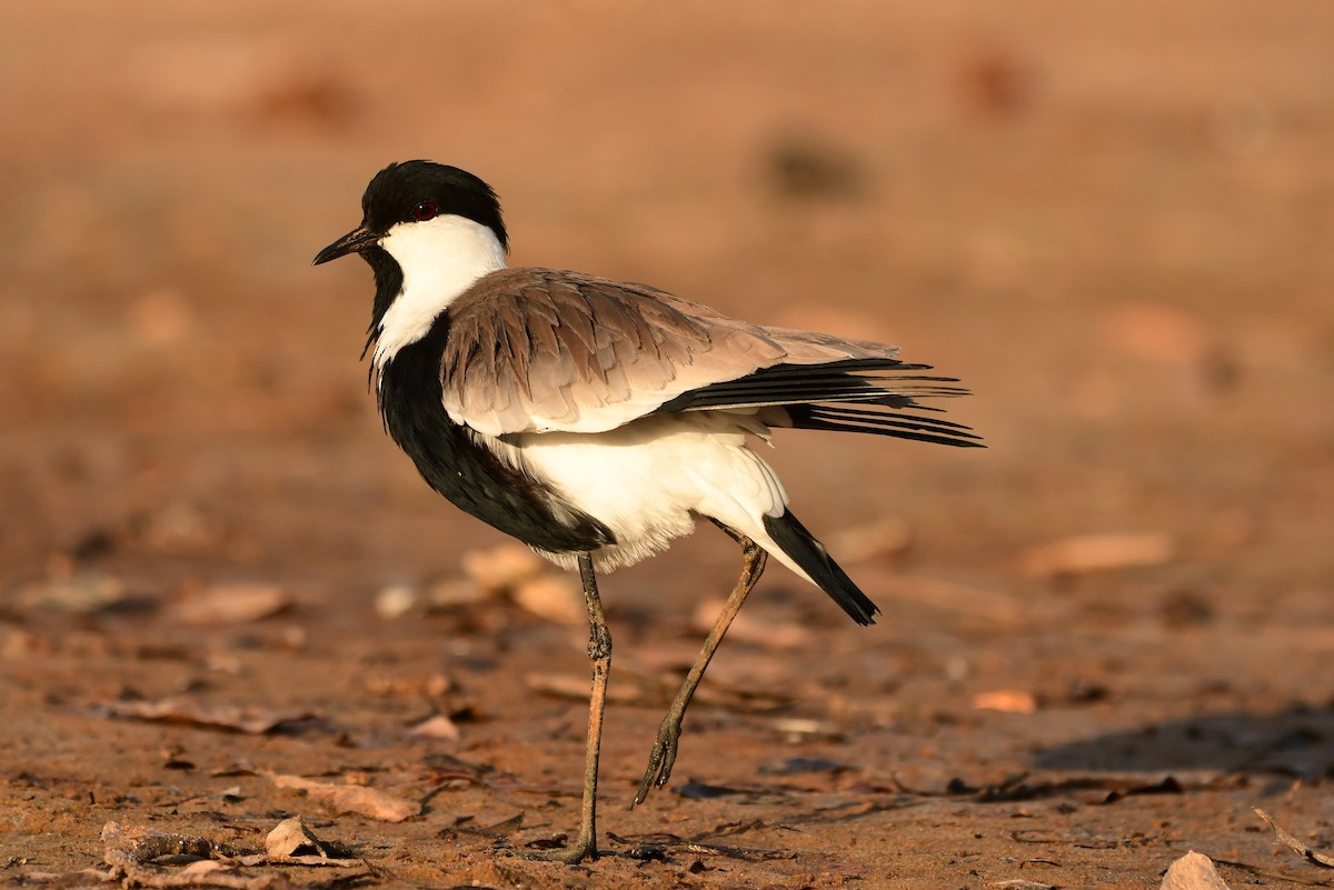 Spur-winged Lapwing - ML513270771