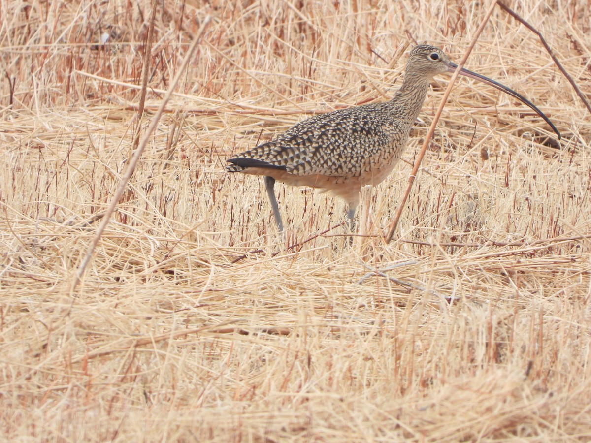 Long-billed Curlew - ML513274401