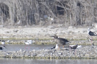 Greater White-fronted Goose (Eurasian), ML513275081