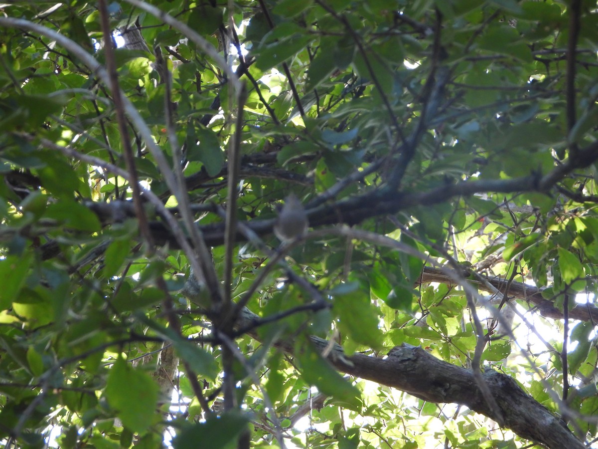 White-bellied Wren (Middle America) - ML513283031