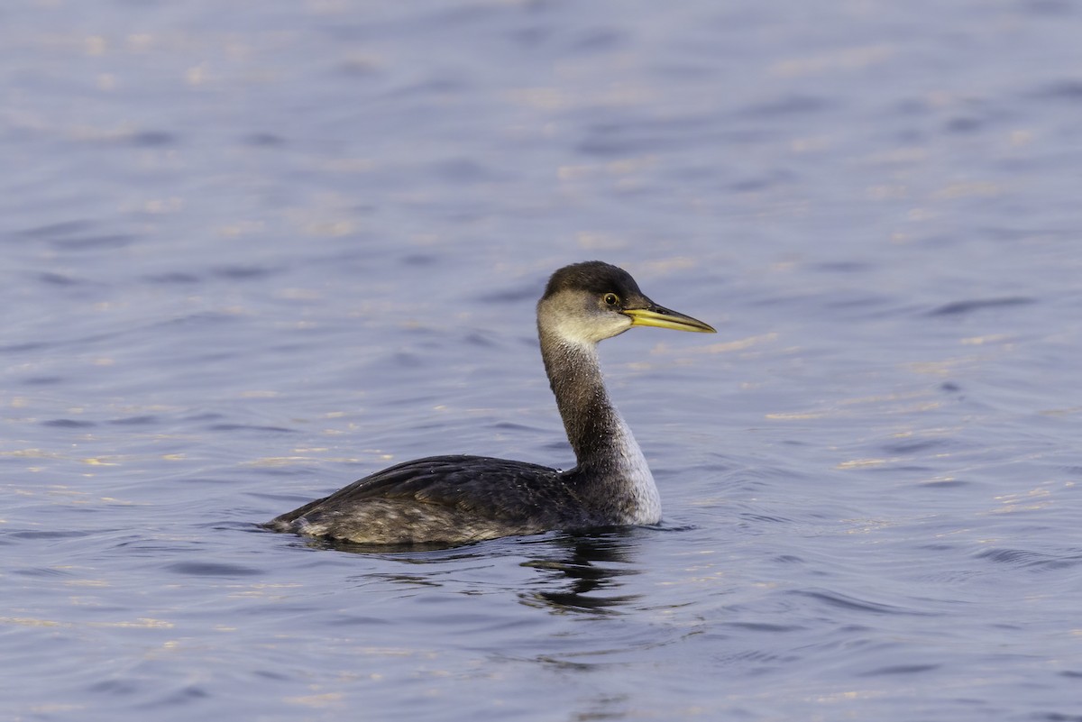 Red-necked Grebe - ML513283371