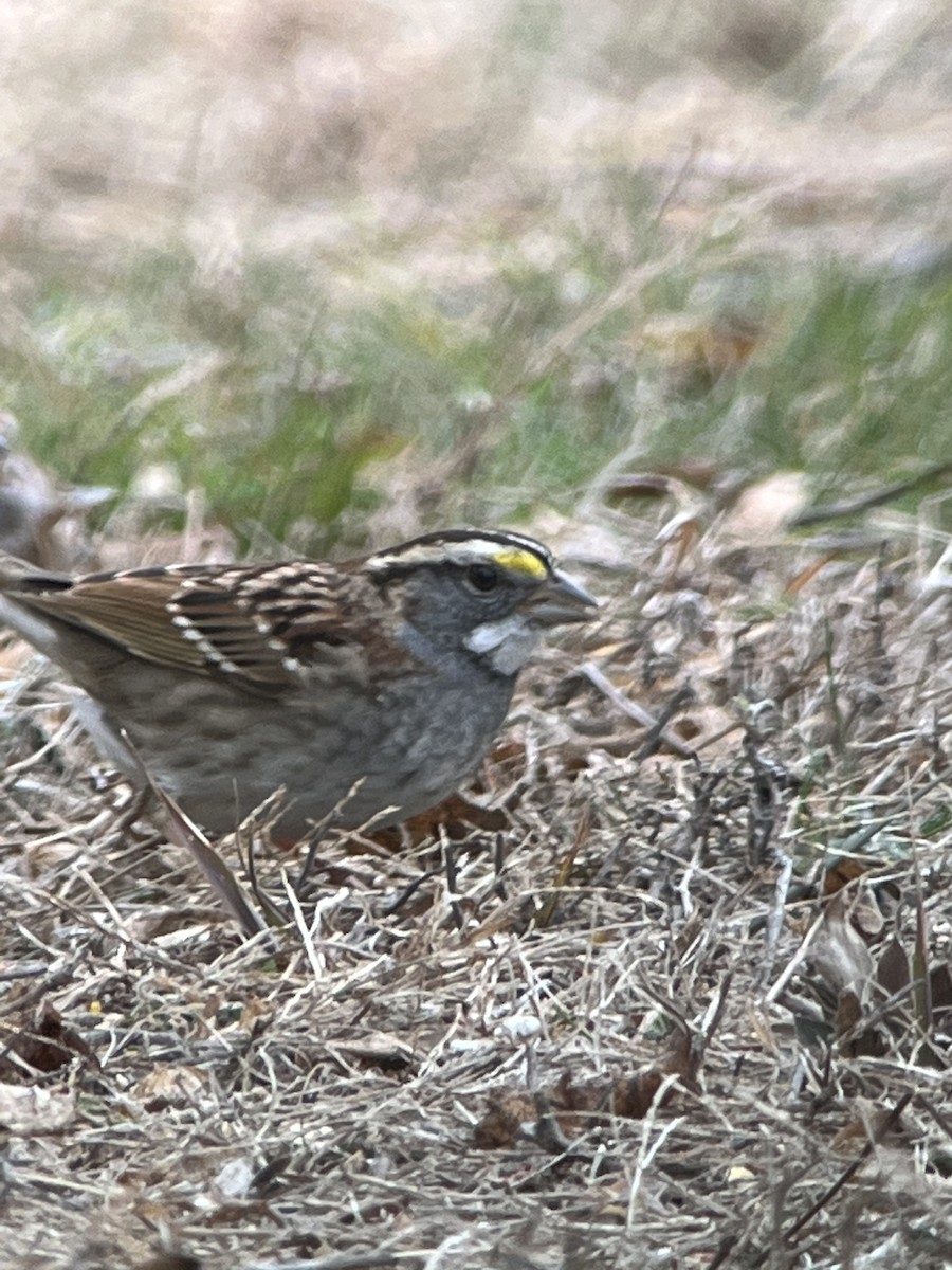 White-throated Sparrow - ML513284031