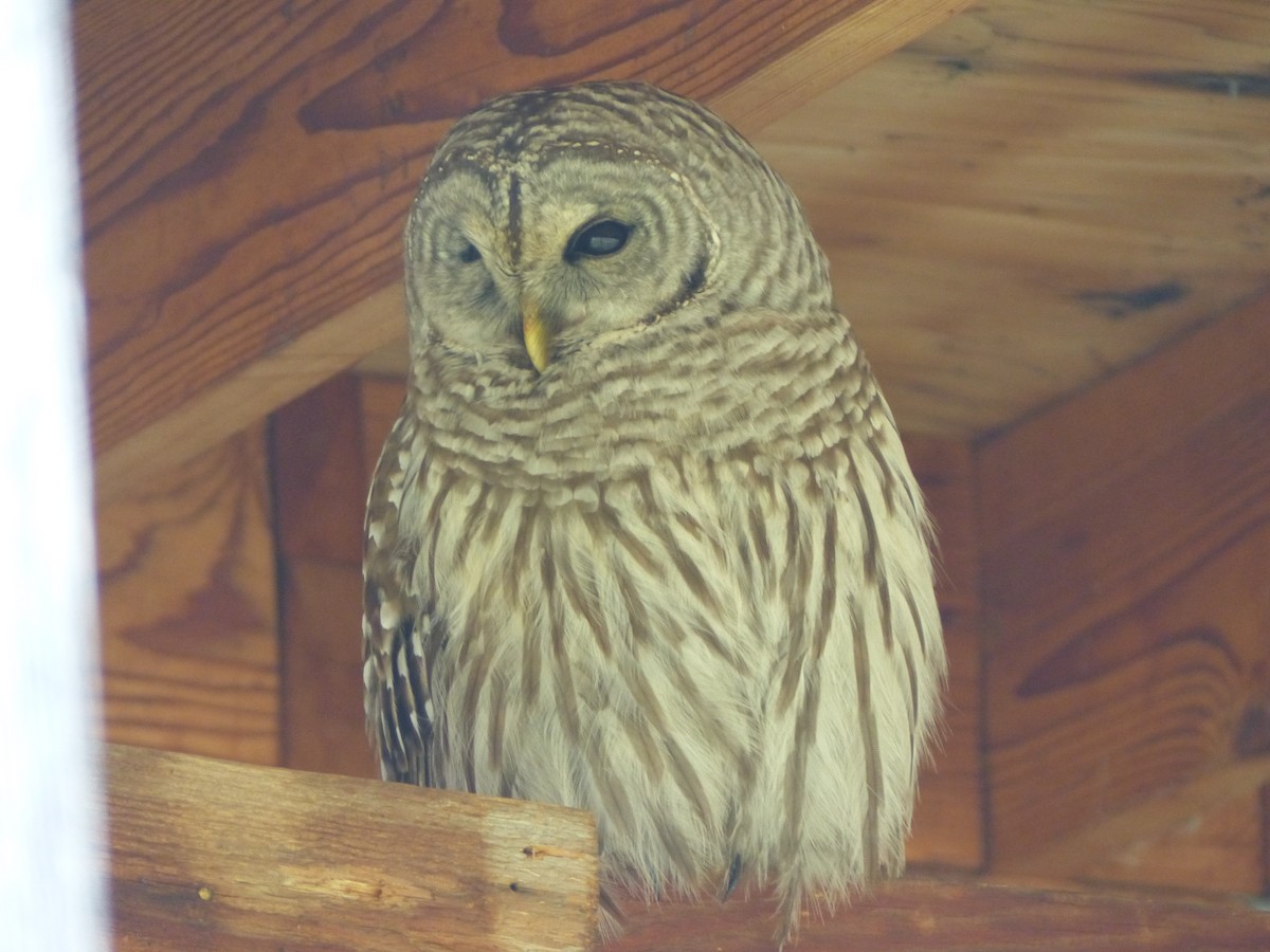 Barred Owl - ML51328801