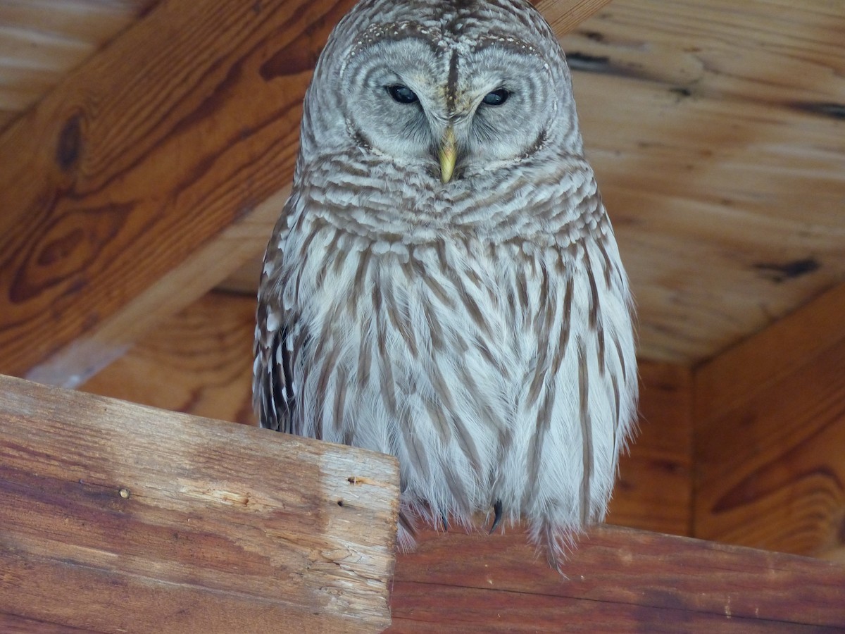 Barred Owl - ML51329041