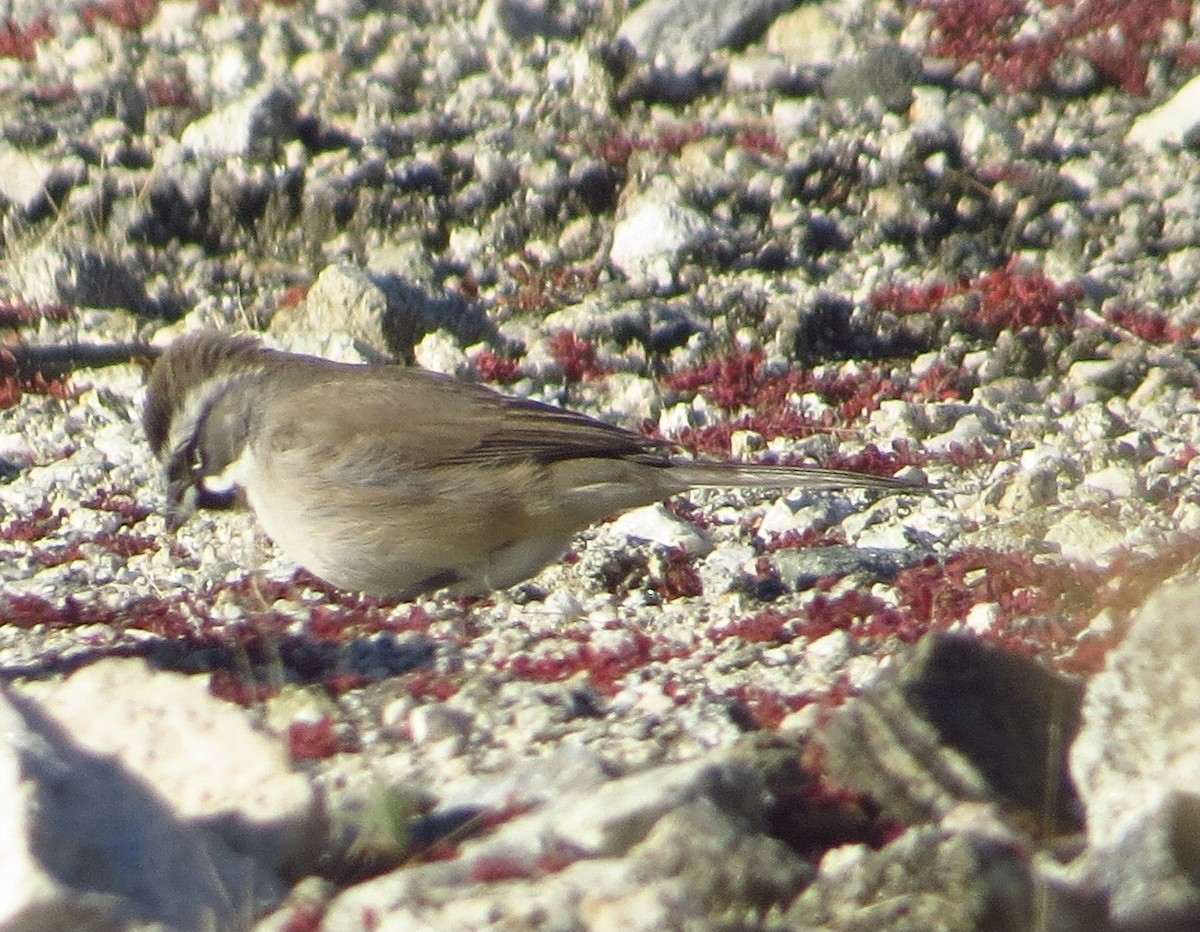 Black-throated Sparrow - ML513291581