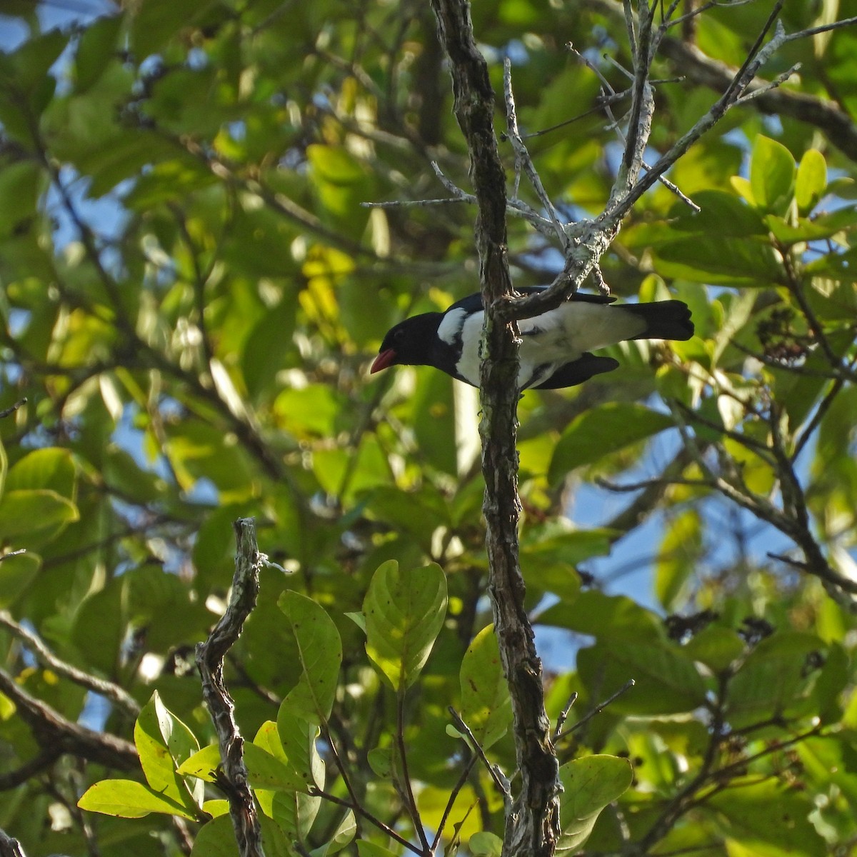 Red-billed Pied Tanager - ML513297931