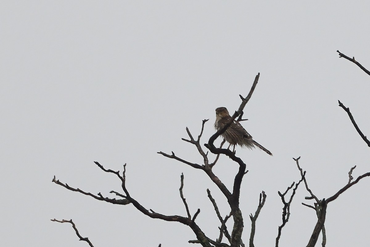 EBird Checklist 14 Dec 2022 County Road 1575 West Carlisle