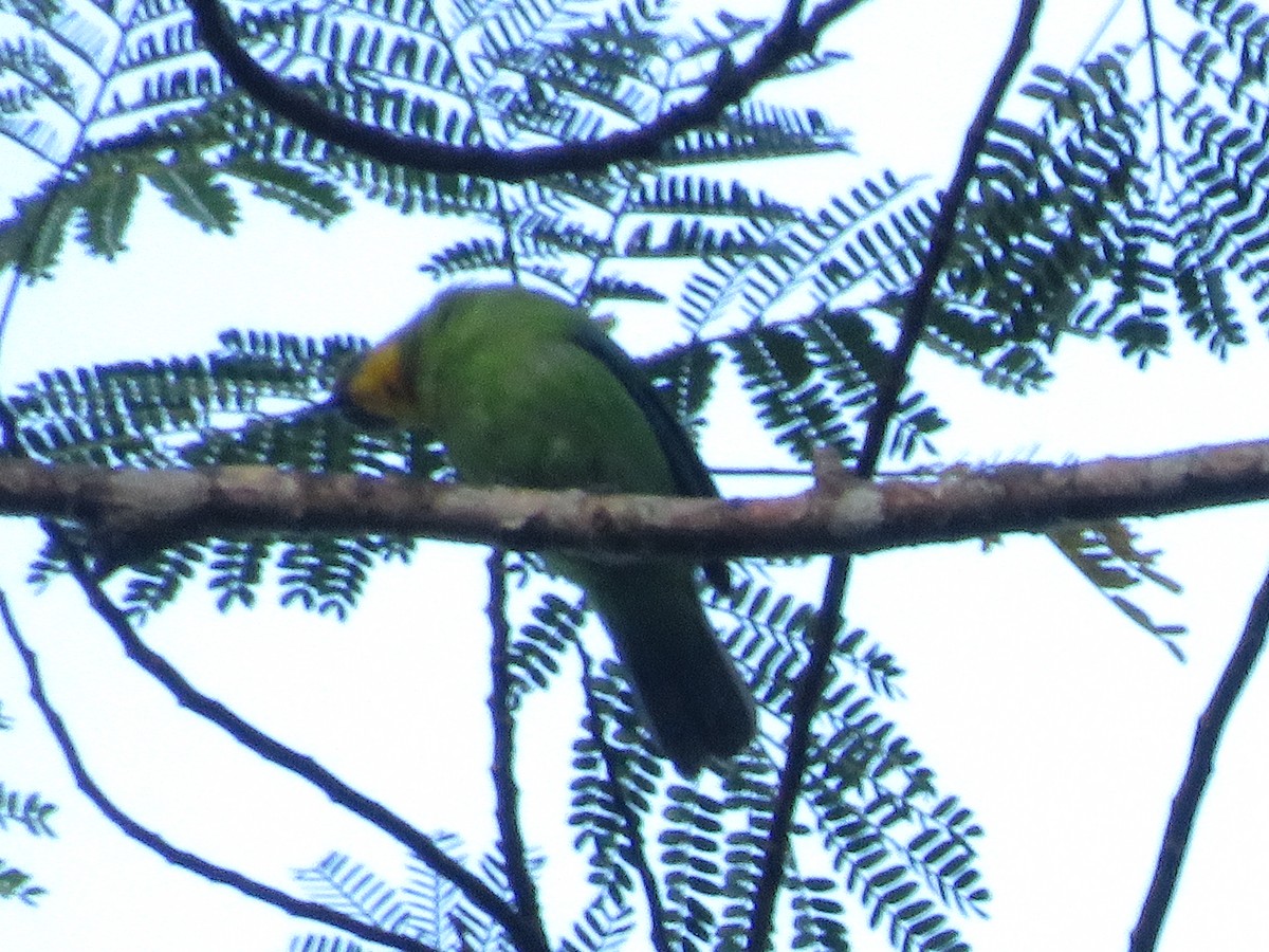 Yellow-throated Leafbird - ML513303681