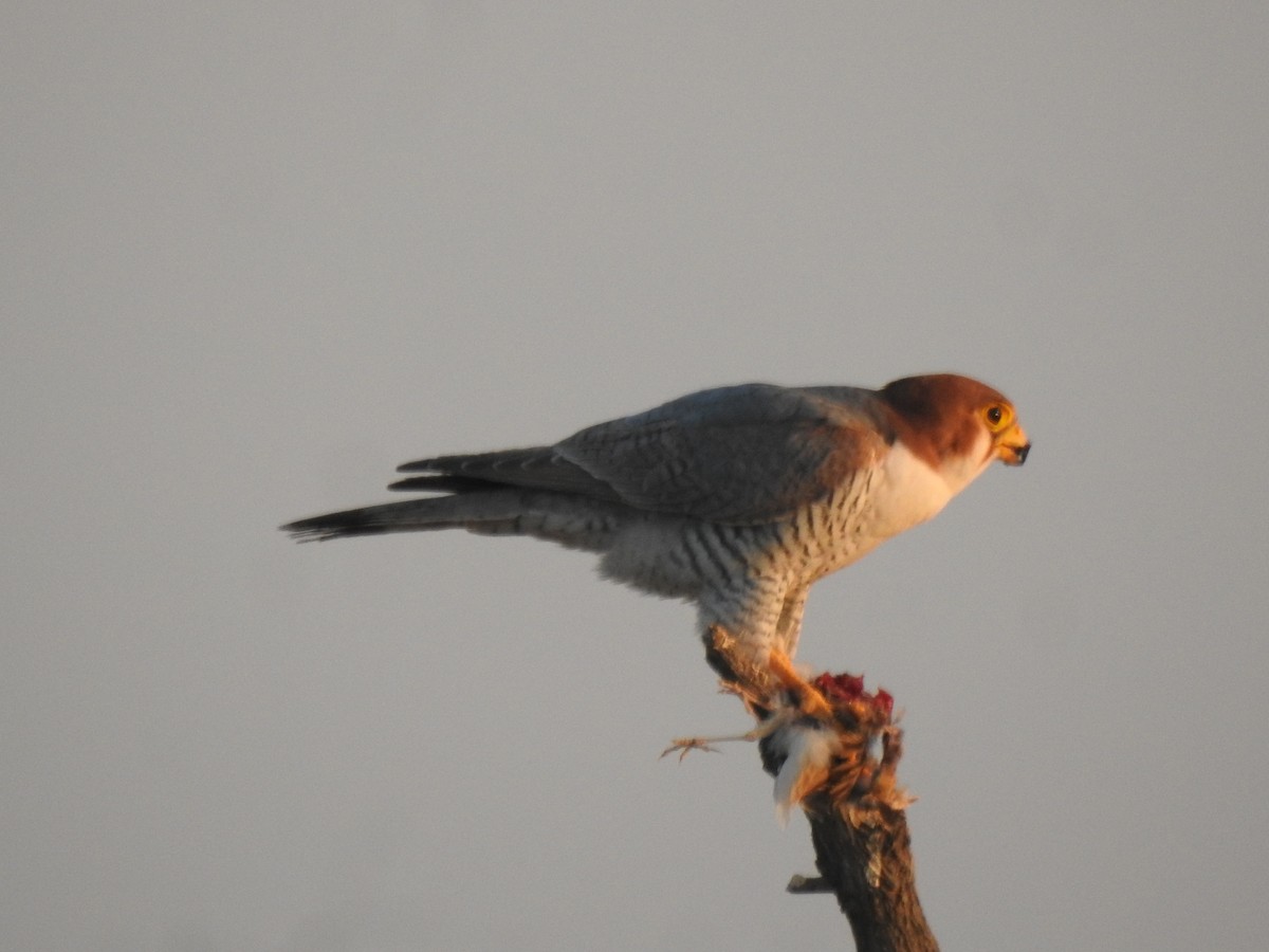 Red-necked Falcon - ML513314141