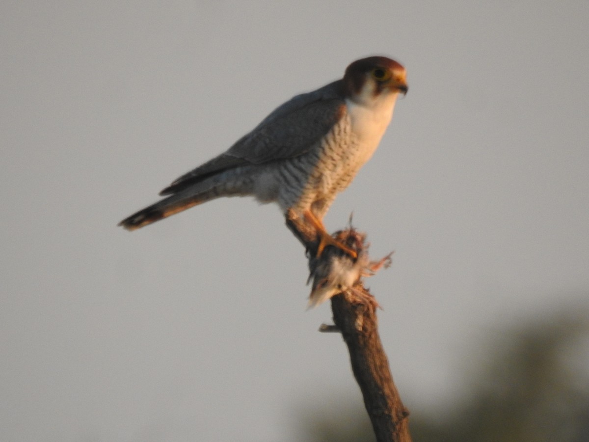 Red-necked Falcon - ML513314151