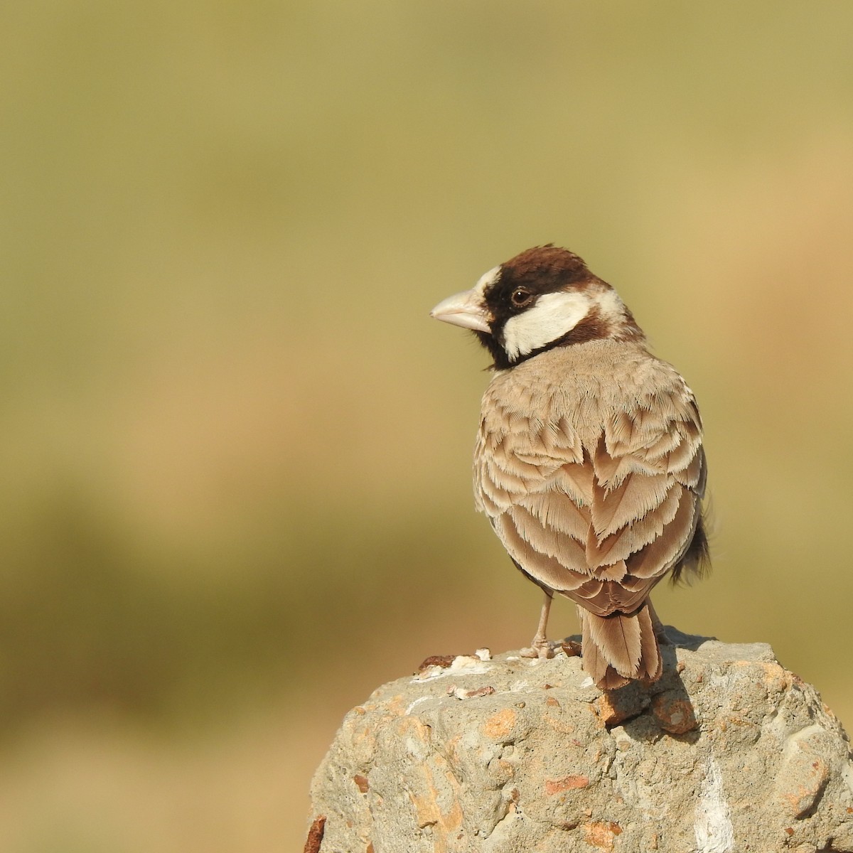 Black-crowned Sparrow-Lark - ML513314371