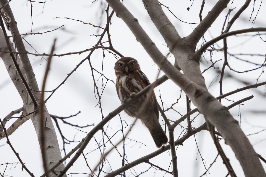 Austral Pygmy-Owl - Ariel Cabrera Foix