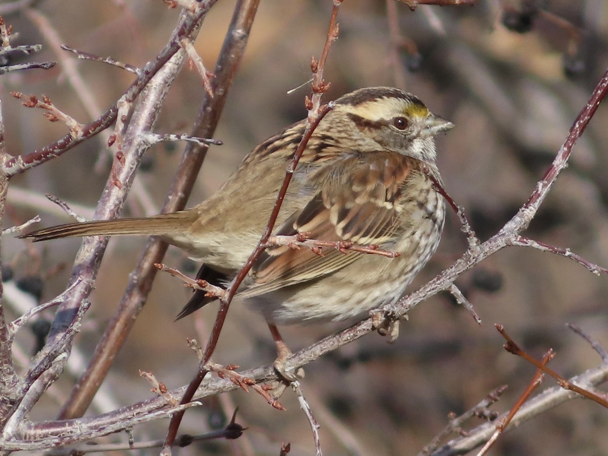 White-throated Sparrow - Art Hudak