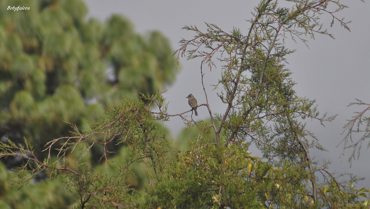 Greater Pewee - ML51331831