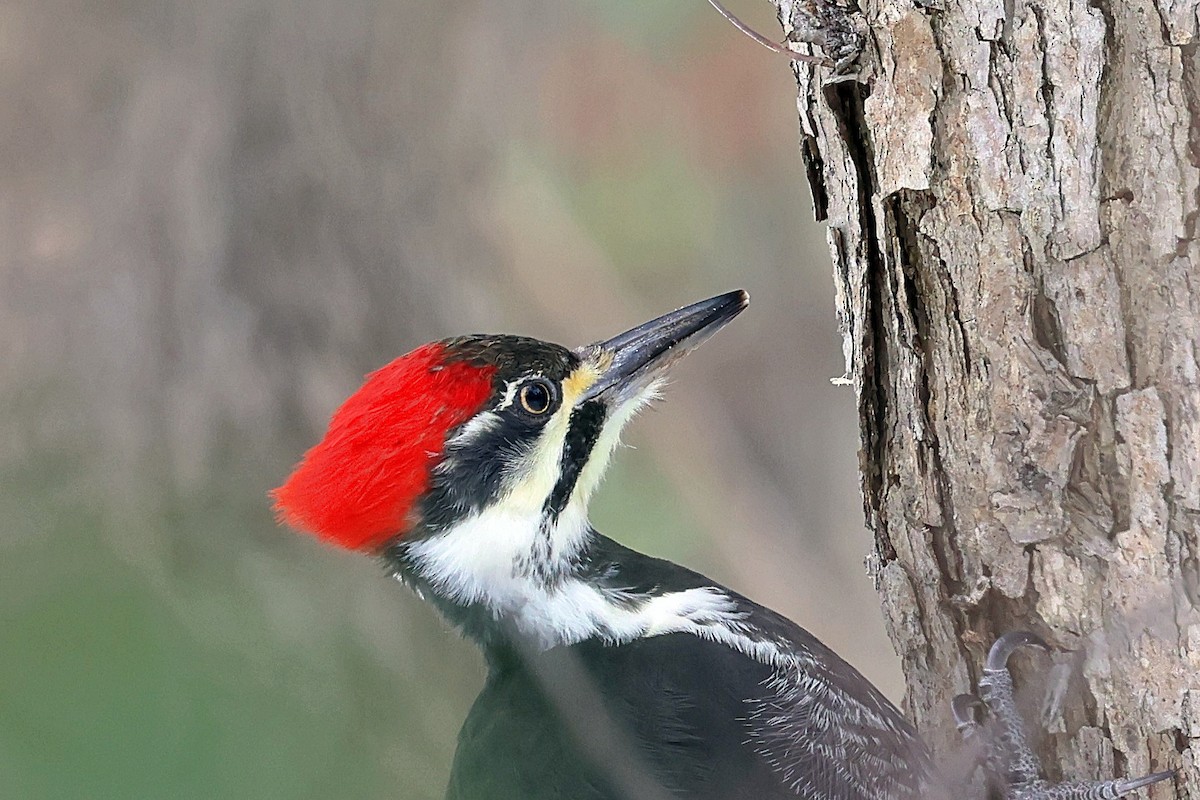 Pileated Woodpecker - ML513319601