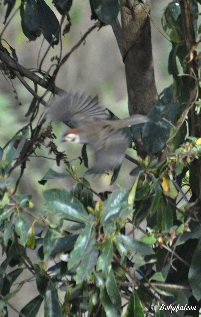 White-faced Ground-Sparrow - ML51331971