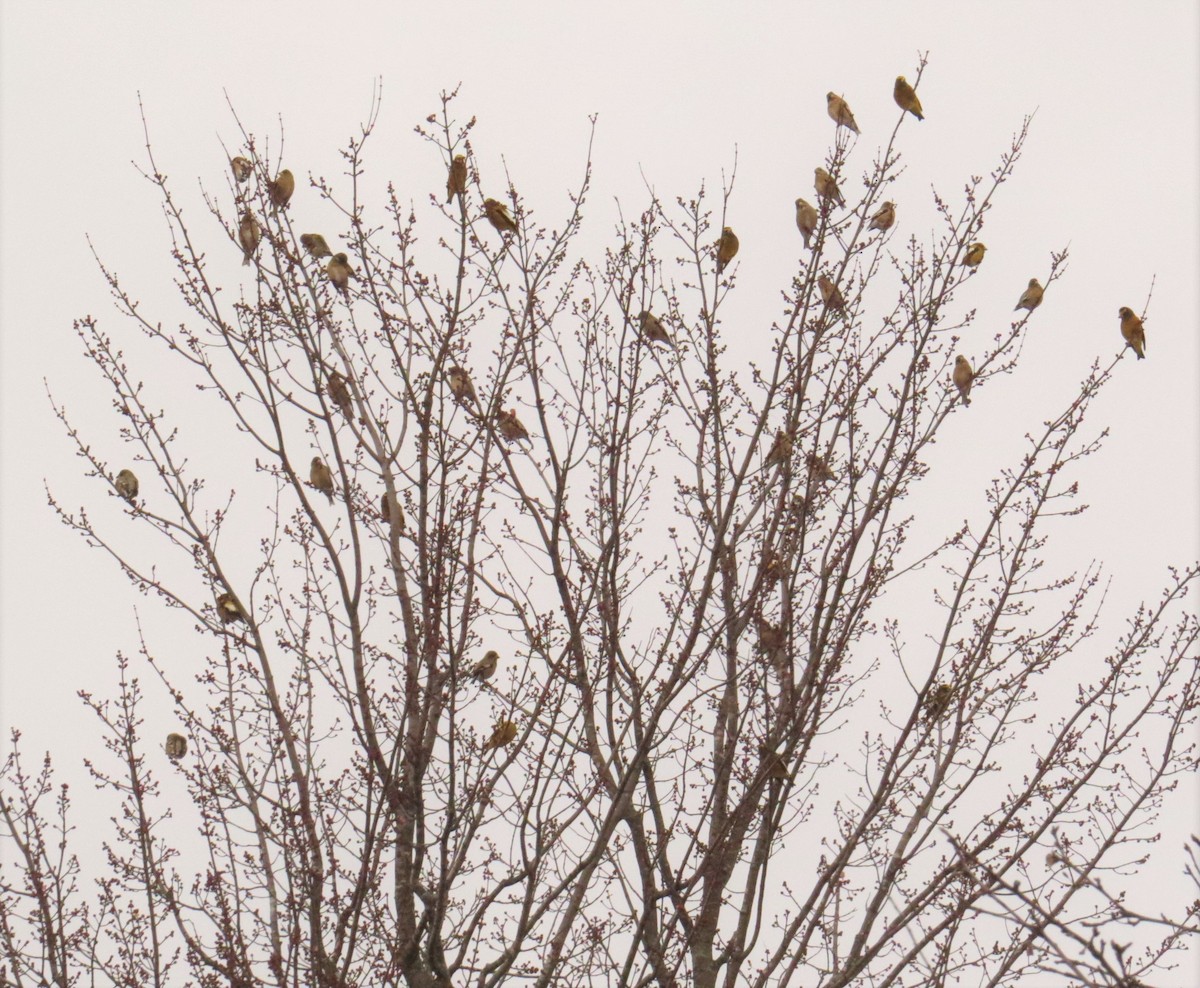 eBird Checklist 5 Dec 2022 Laona/Scattered Rice Lake 8 species