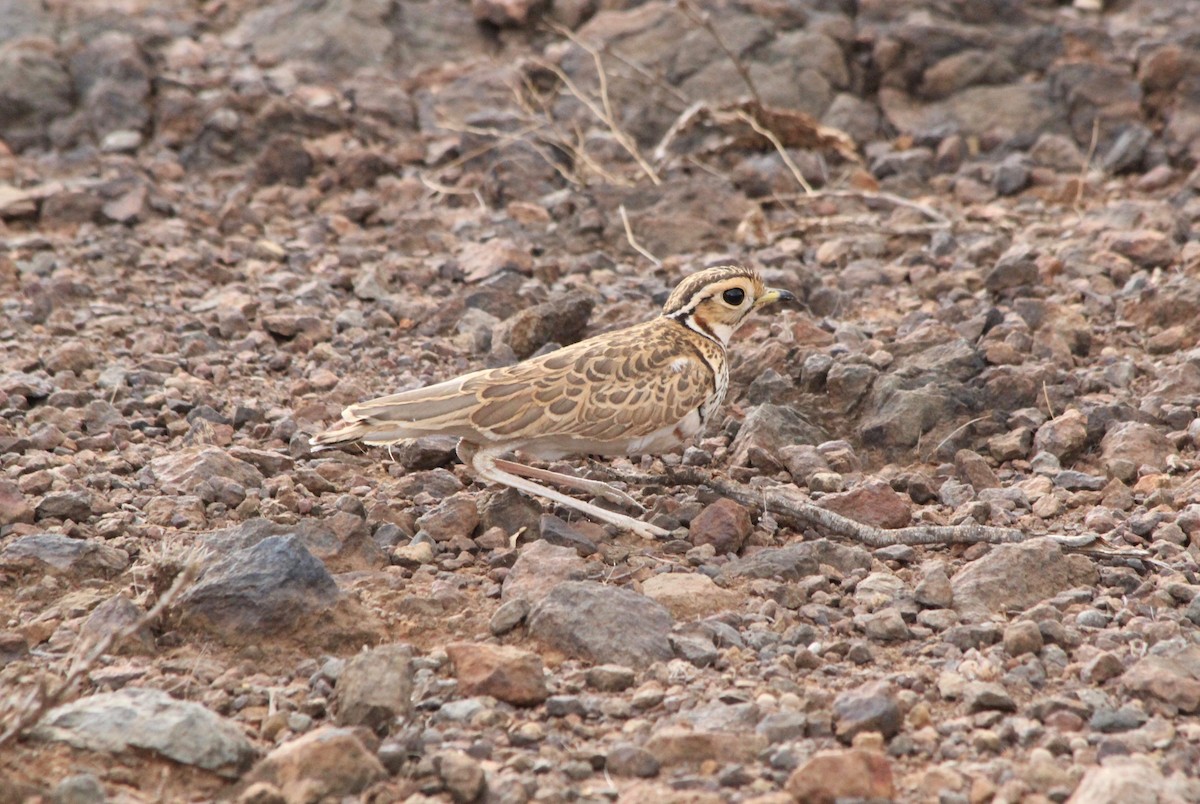 Three-banded Courser - ML51332501