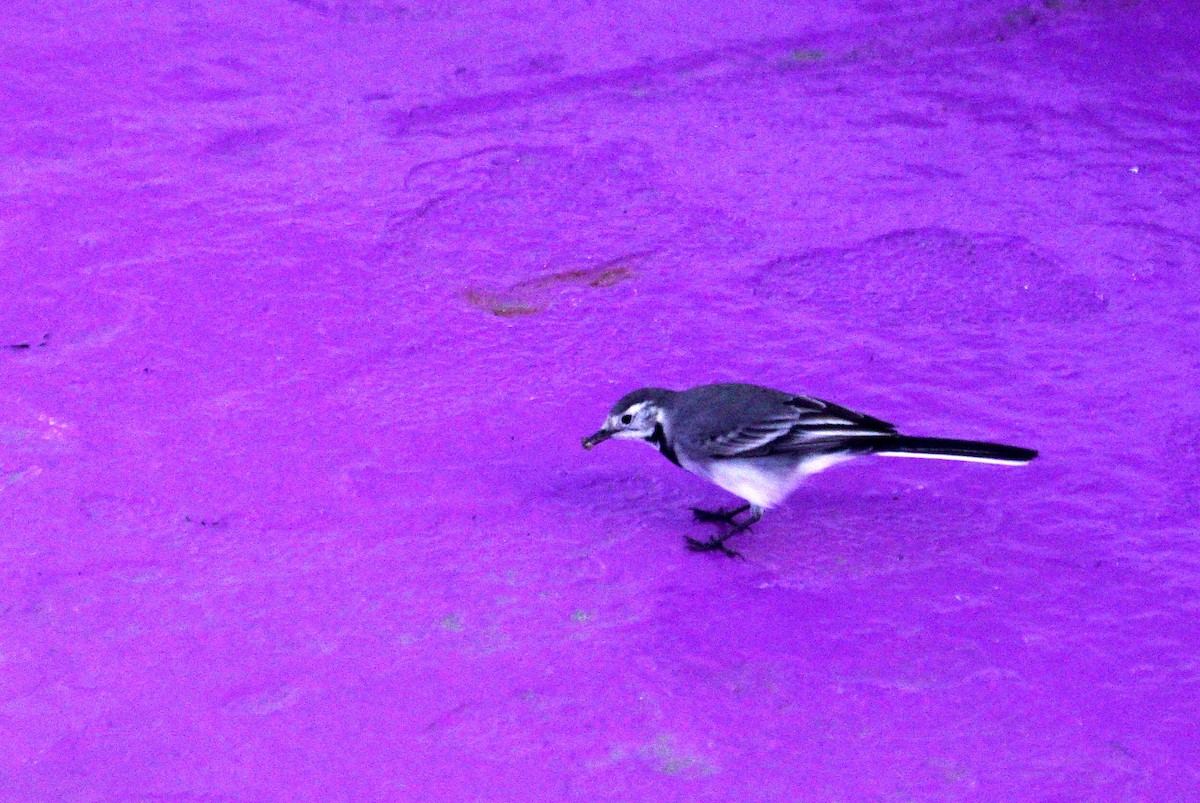 White Wagtail - Mike Pennington